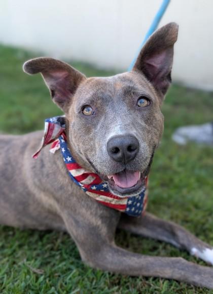 Friskey, an adoptable Pit Bull Terrier in Harrisburg, PA_image-1