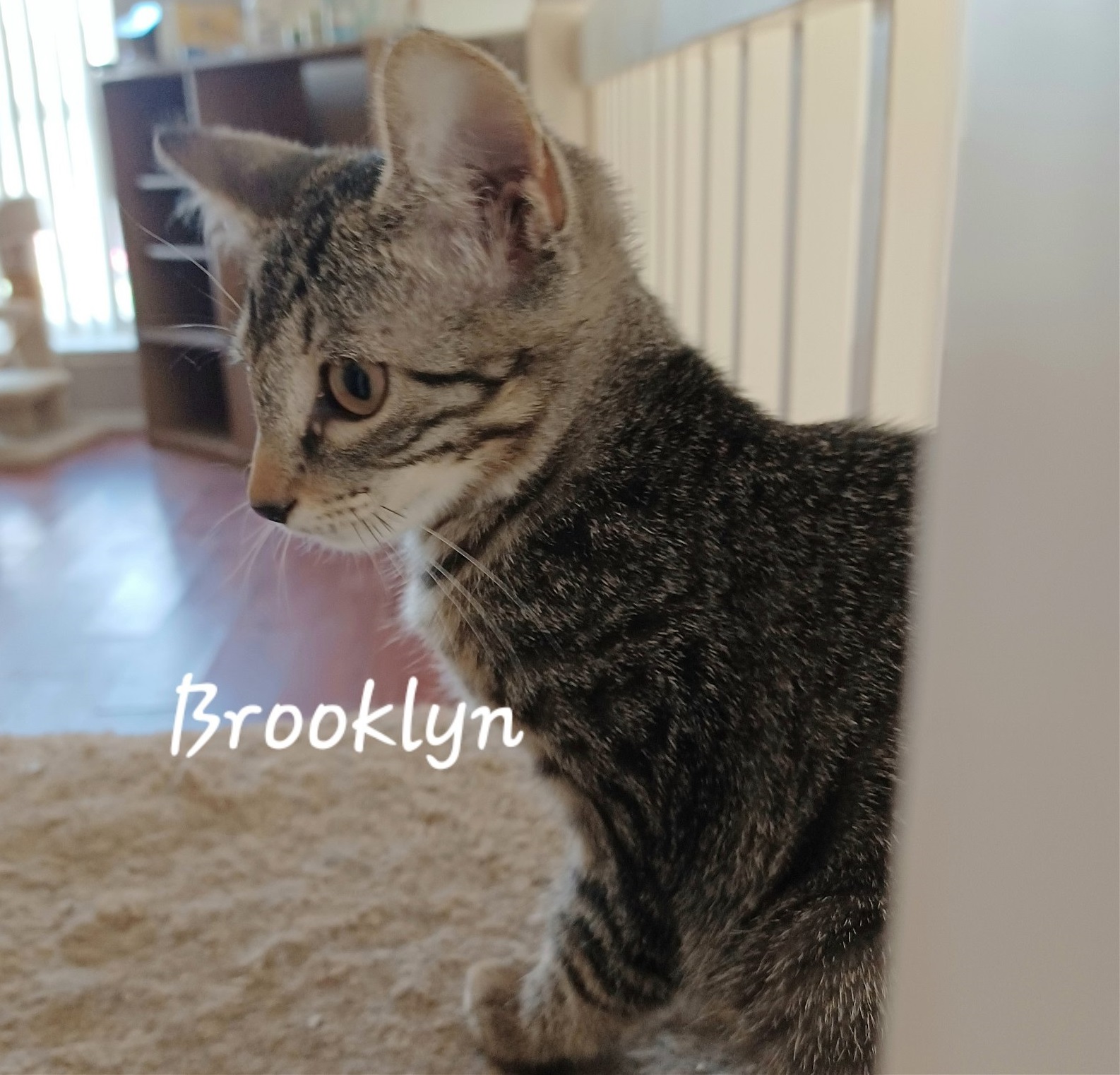 Cat for adoption Brooklyn queenofyourheart, a Tabby Mix in