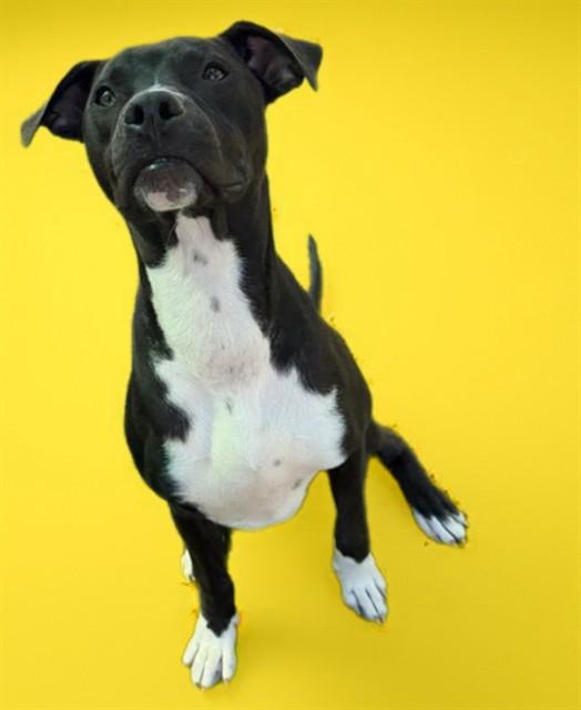 RANDY, Adoptable, Young Male Pit Bull Terrier.