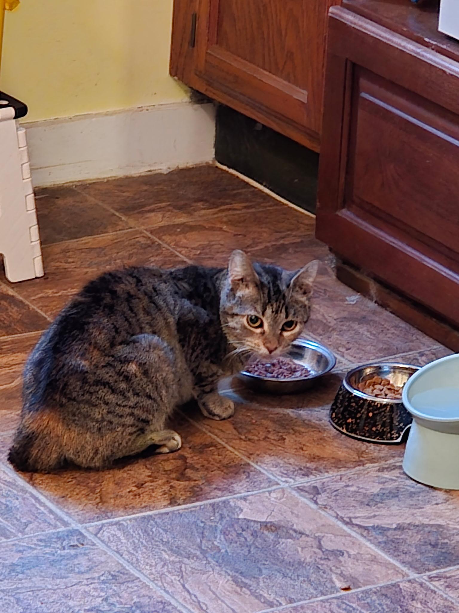 Little Bit, ADOPTABLE, Kitten Female Tabby & Domestic Short Hair.