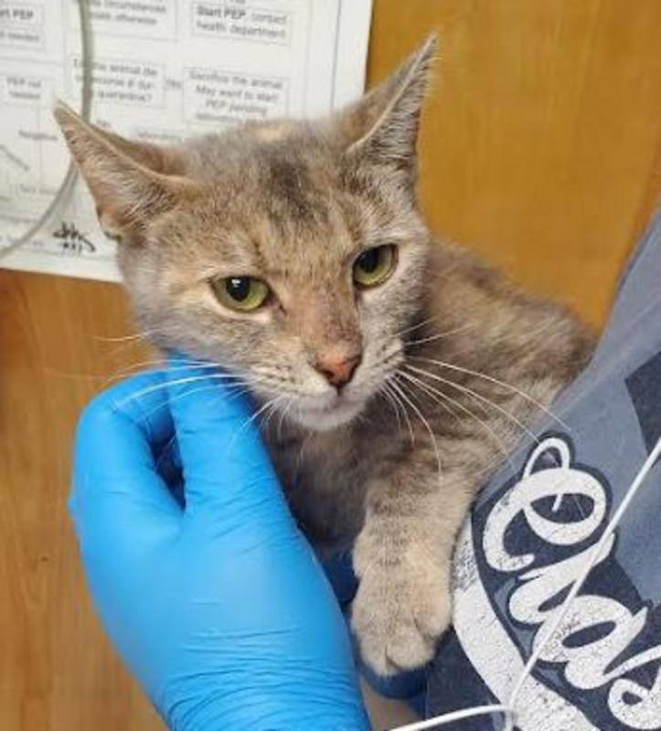 Enlarge LuLu (bonded with Lumiere), a Adopted Dilute Tortoiseshell in New York, NY image 1/4