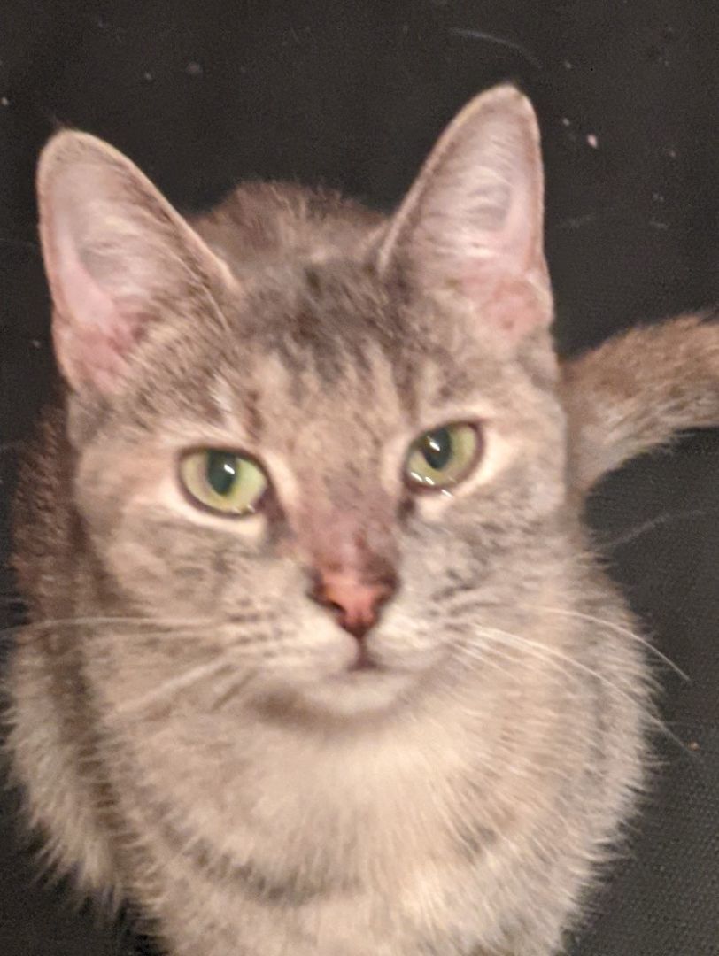 Enlarge LuLu (bonded with Lumiere), a Adopted Dilute Tortoiseshell in New York, NY image 3/4