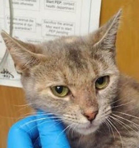 Enlarge LuLu (bonded with Lumiere), a Adopted Dilute Tortoiseshell in New York, NY image 4/4