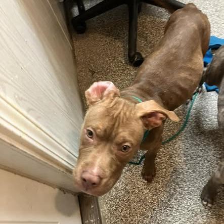 Enlarge Travis, a Adoptable Pit Bull Terrier in Columbia, MO image 1/3