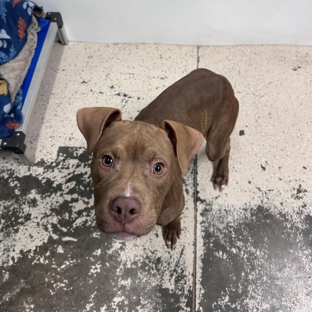 Enlarge Travis, a Adoptable Pit Bull Terrier in Columbia, MO image 2/3