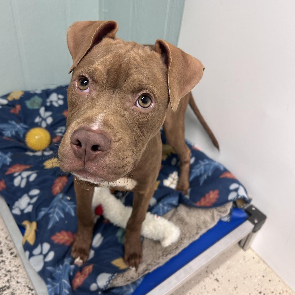 Enlarge Travis, a Adoptable Pit Bull Terrier in Columbia, MO image 3/3