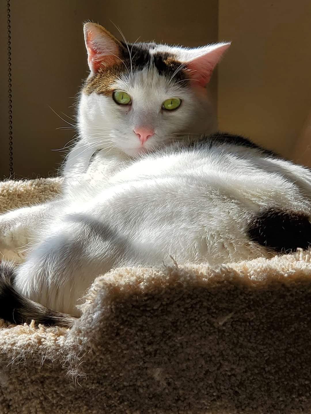 Enlarge Spring, an adopted Domestic Short Hair in Baltimore, MD image 2/3