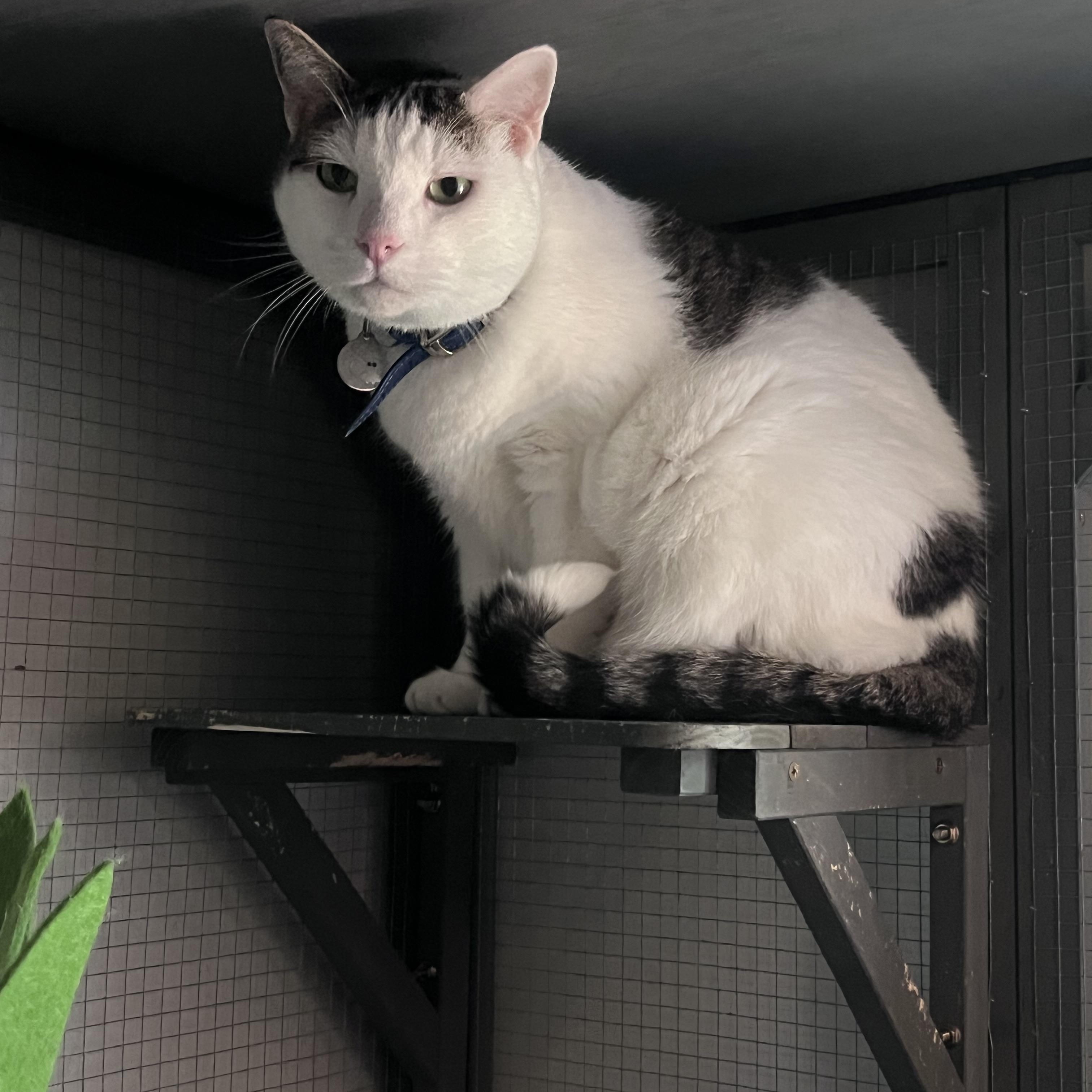 Enlarge Spring, an adopted Domestic Short Hair in Baltimore, MD image 3/3