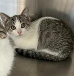 Enlarge Rocket, a Adoptable Domestic Short Hair in Archbold , OH image 1/1