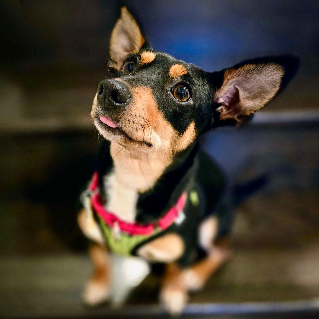 Mars (VA), a Adoptable Rat Terrier in Alexandria, VA image 1/3