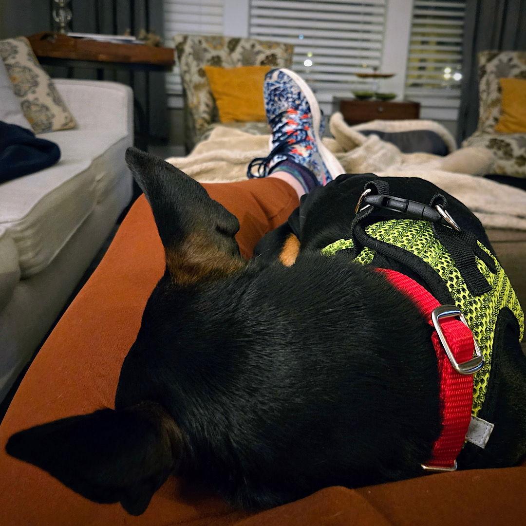 Mars (VA), a Adoptable Rat Terrier in Alexandria, VA image 2/3