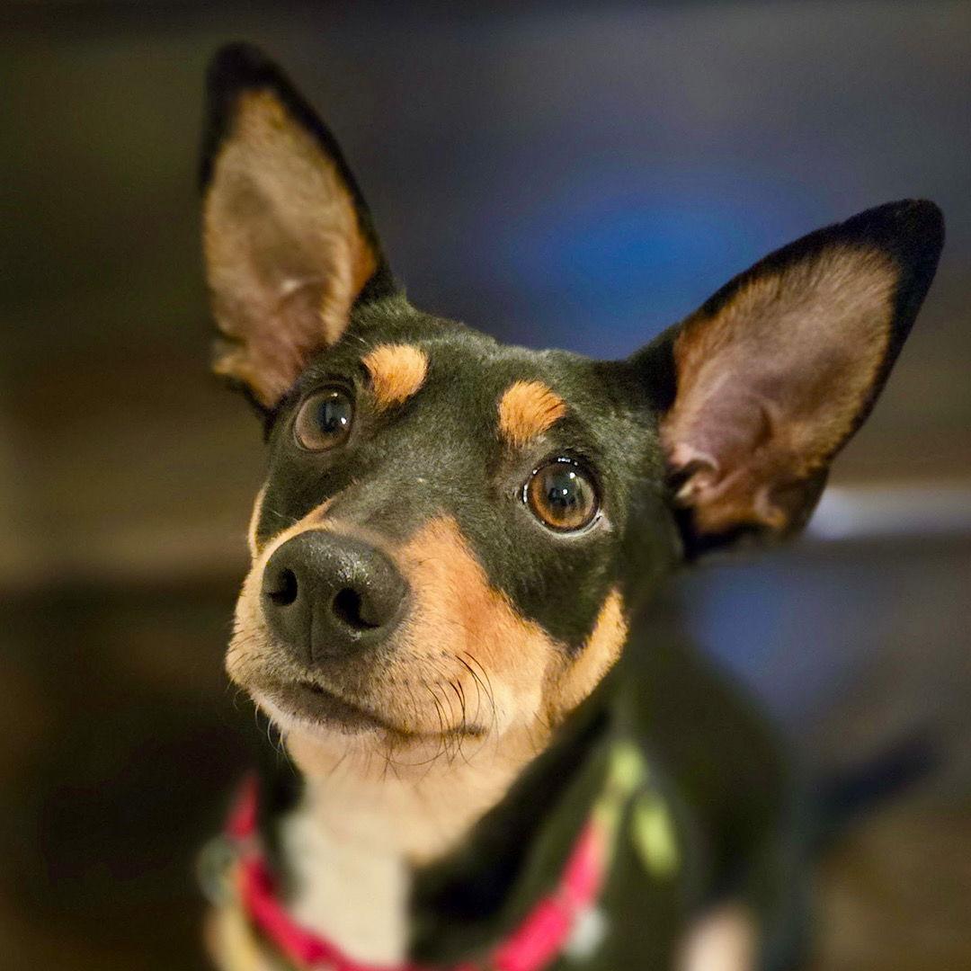 Mars (VA), a Adoptable Rat Terrier in Alexandria, VA image 3/3