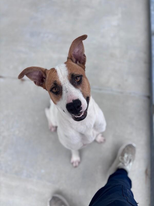 Hazel, Adoptable, Adult Female Pit Bull Terrier.