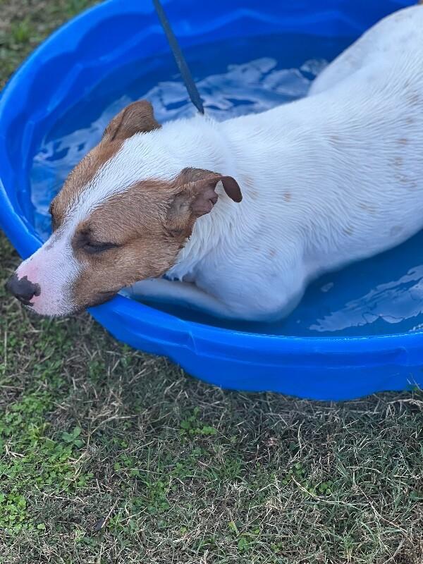Enlarge Hazel, a Adoptable Pit Bull Terrier in Burgaw, NC image 3/6