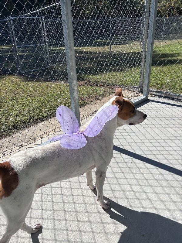 Enlarge Hazel, a Adoptable Pit Bull Terrier in Burgaw, NC image 4/6