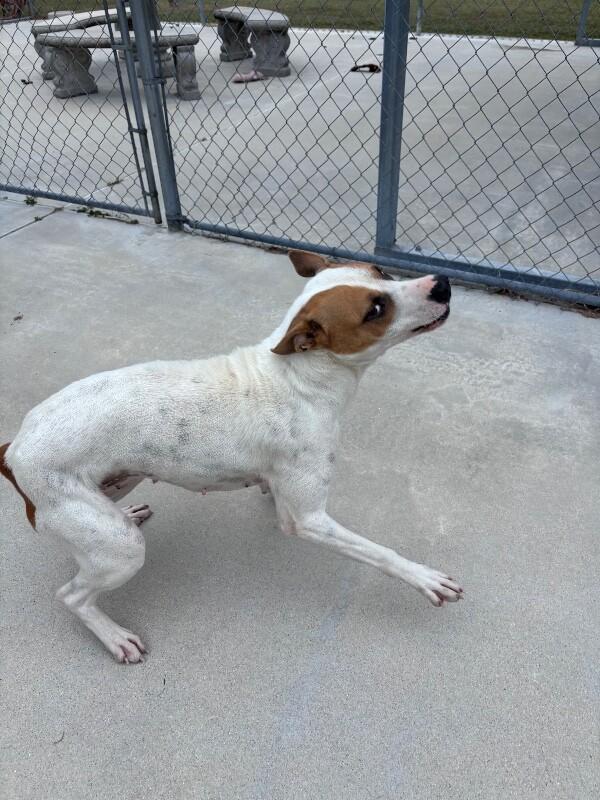 Enlarge Hazel, a Adoptable Pit Bull Terrier in Burgaw, NC image 5/6