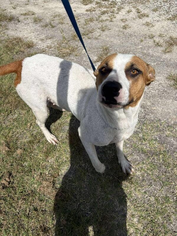 Enlarge Hazel, a Adoptable Pit Bull Terrier in Burgaw, NC image 6/6