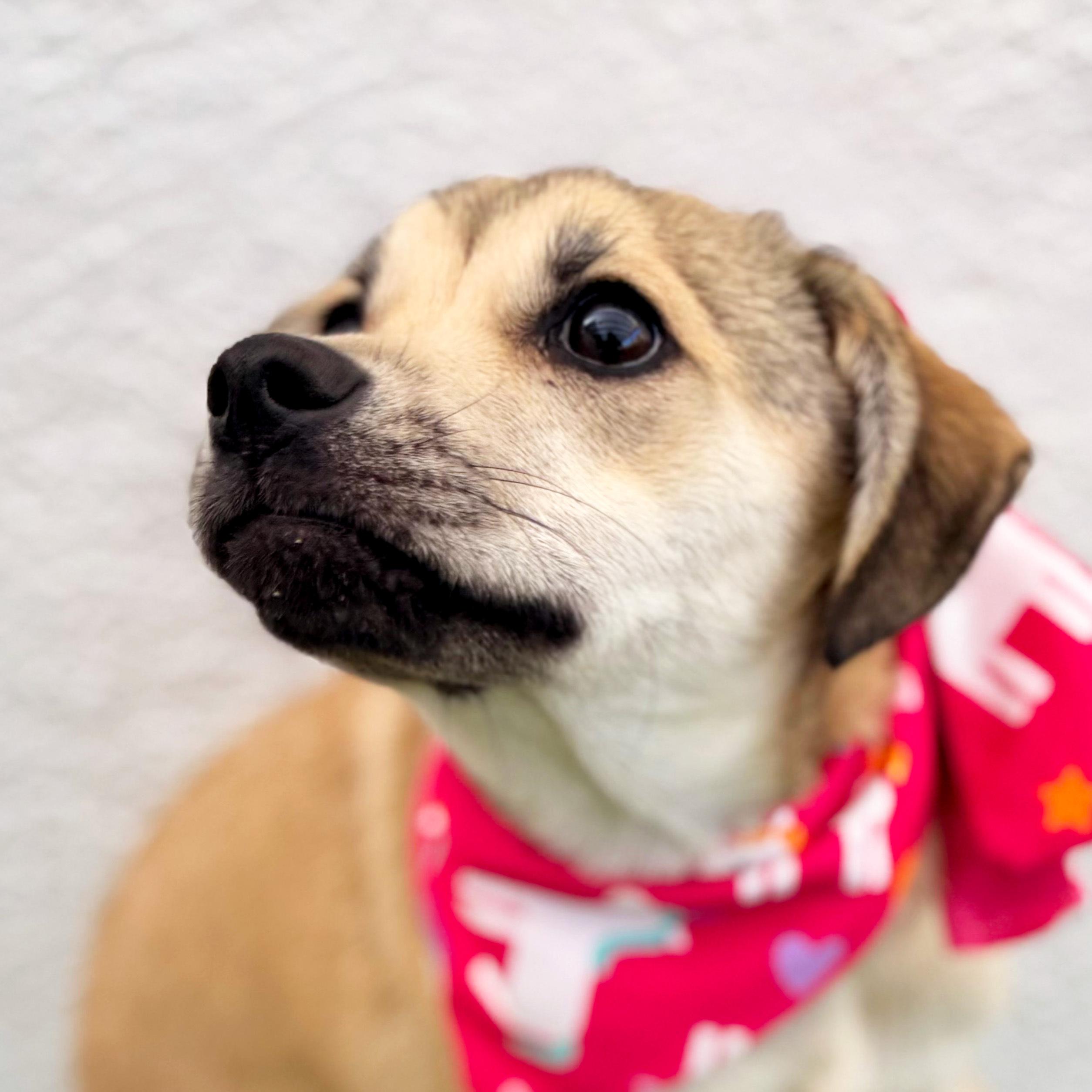 FIFI, an adoptable mixed breed in San Diego, CA image 5/6
