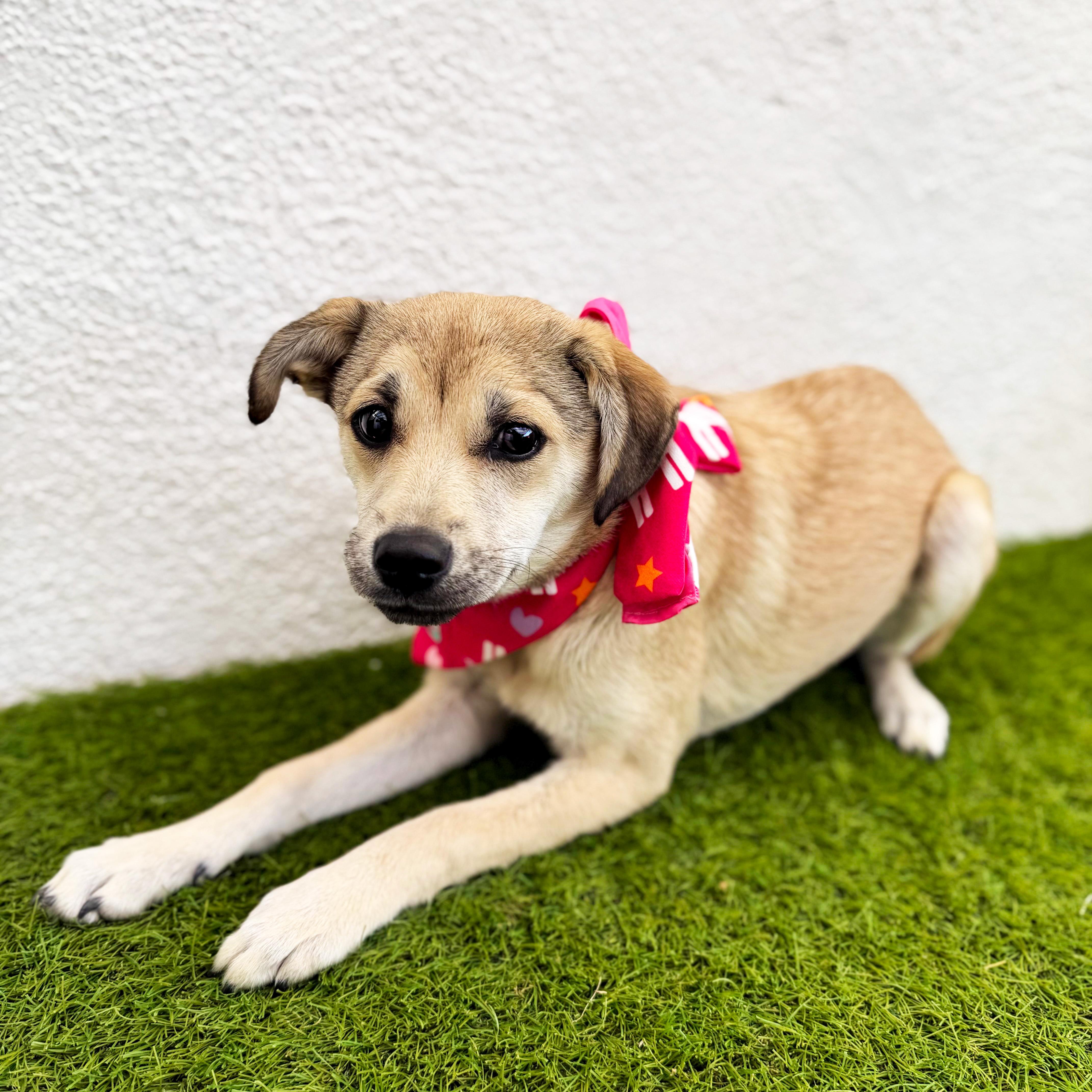 FIFI, an adoptable mixed breed in San Diego, CA image 3/6