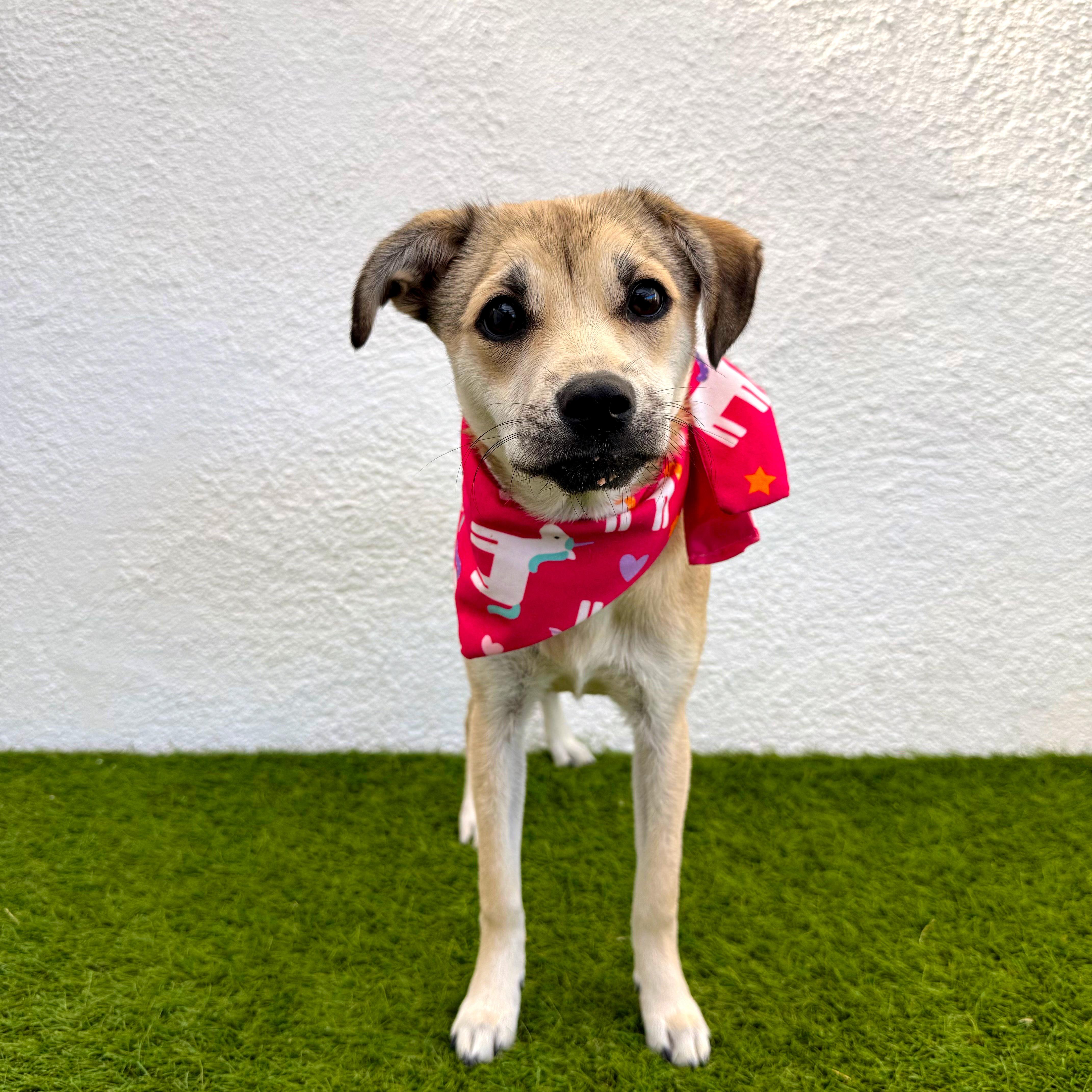 FIFI, an adoptable mixed breed in San Diego, CA image 4/6