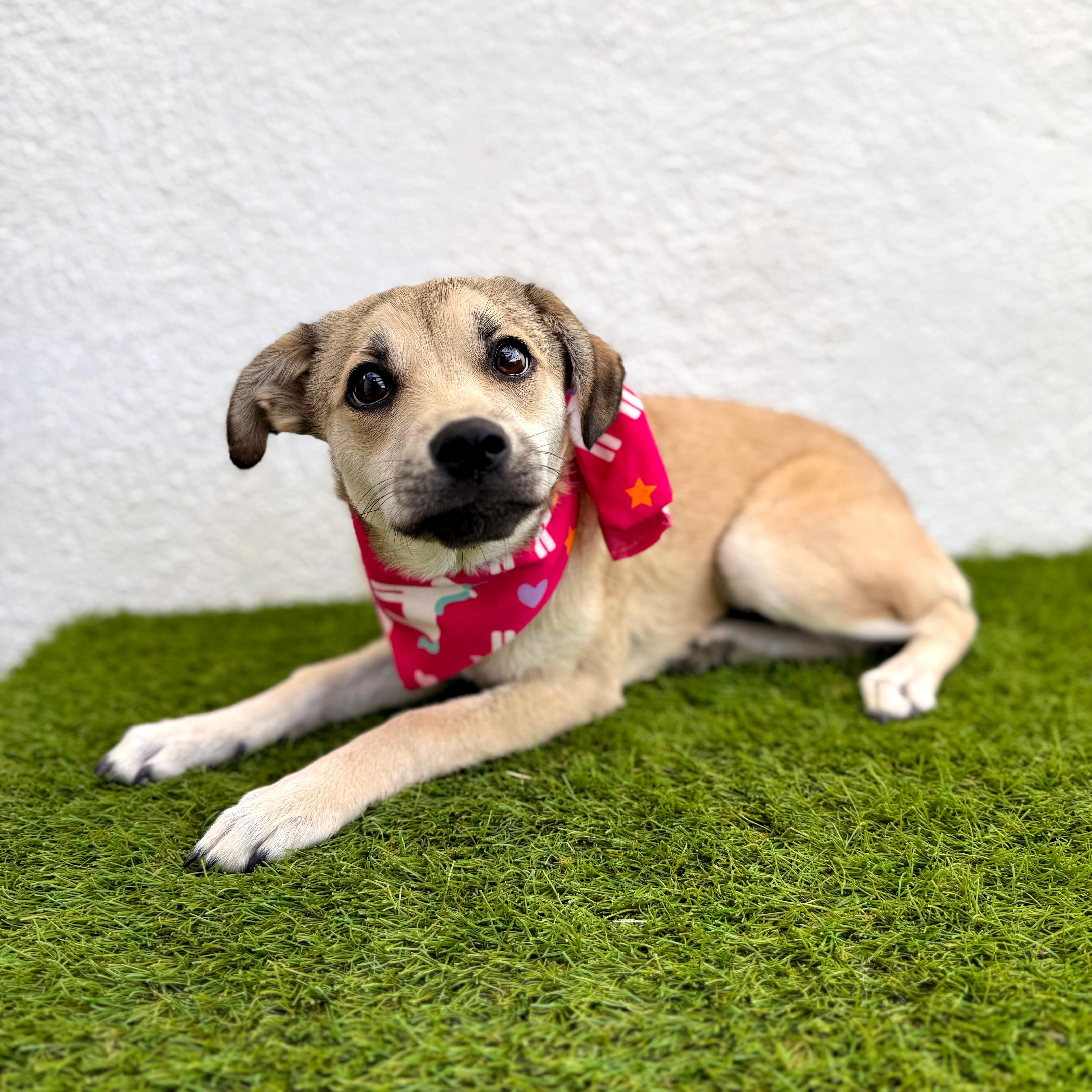 FIFI, adoptable, Puppy Female Chihuahua & Miniature Pinscher.