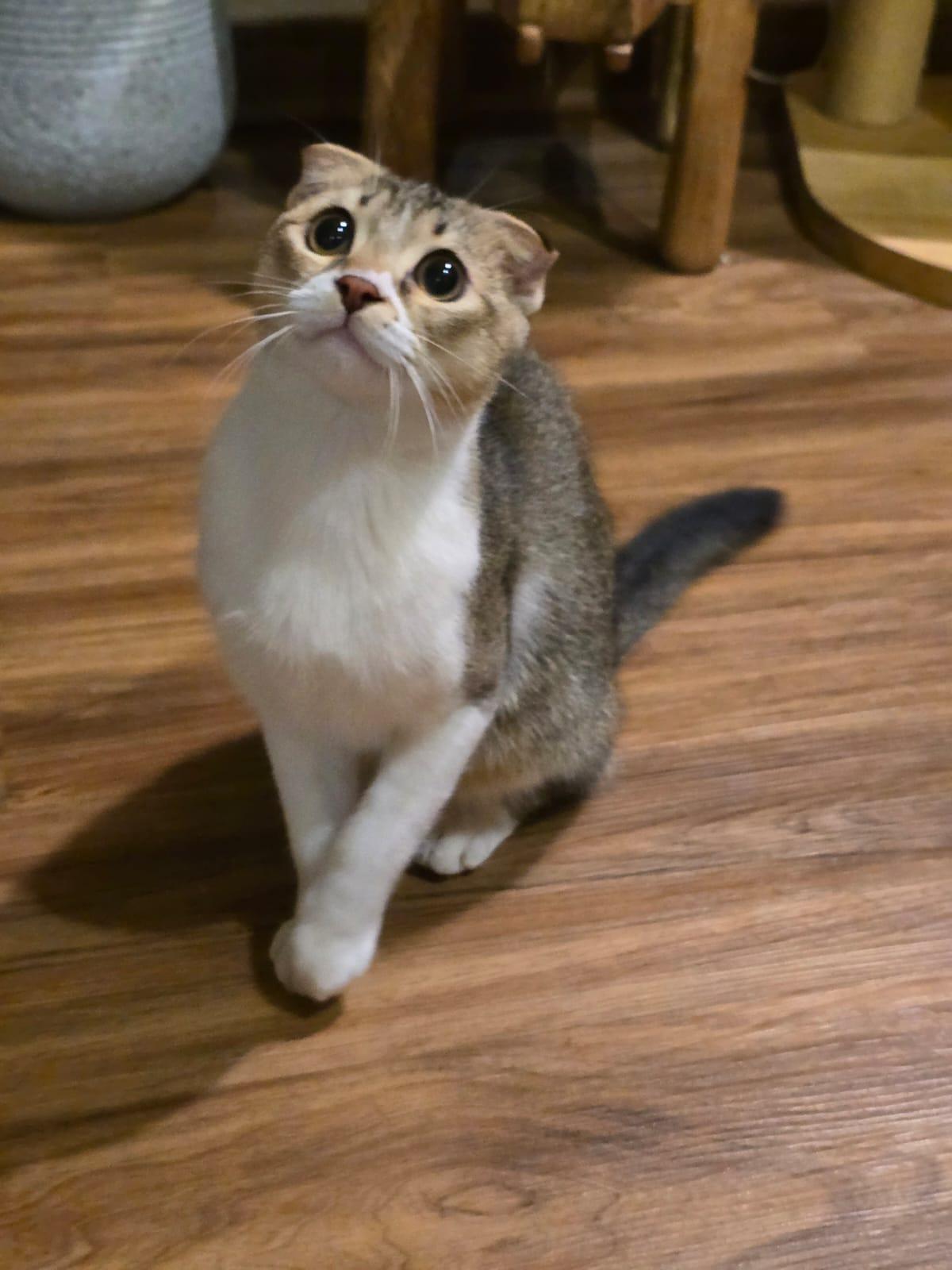 Mouse, Adopted, Young Male Scottish Fold & Domestic Short Hair.