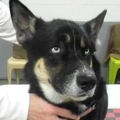 Enlarge Zuri, a Adoptable mixed breed in Frederick, MD image 2/3