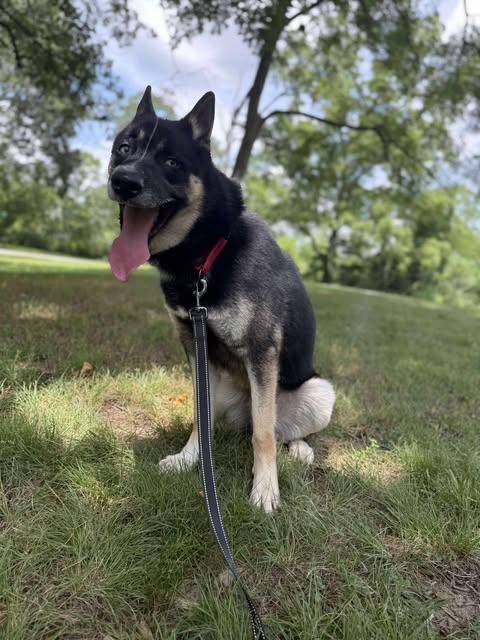 Zuri, Adoptable, Young Male German Shepherd Dog & Husky.