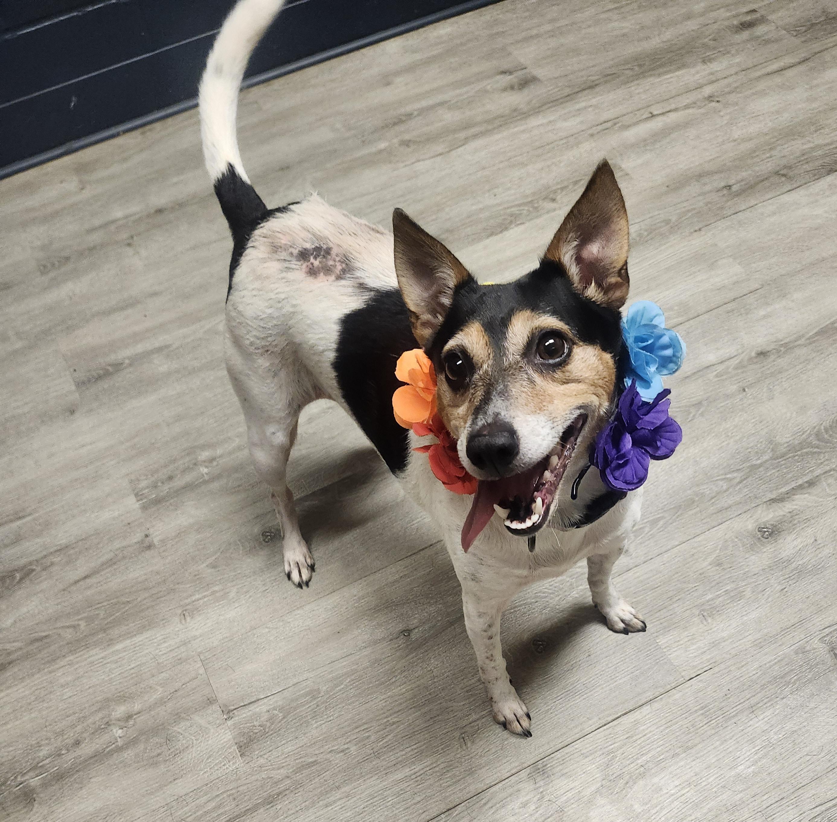 Enlarge Apron, a Adopted Rat Terrier in Mansfield, OH image 3/4