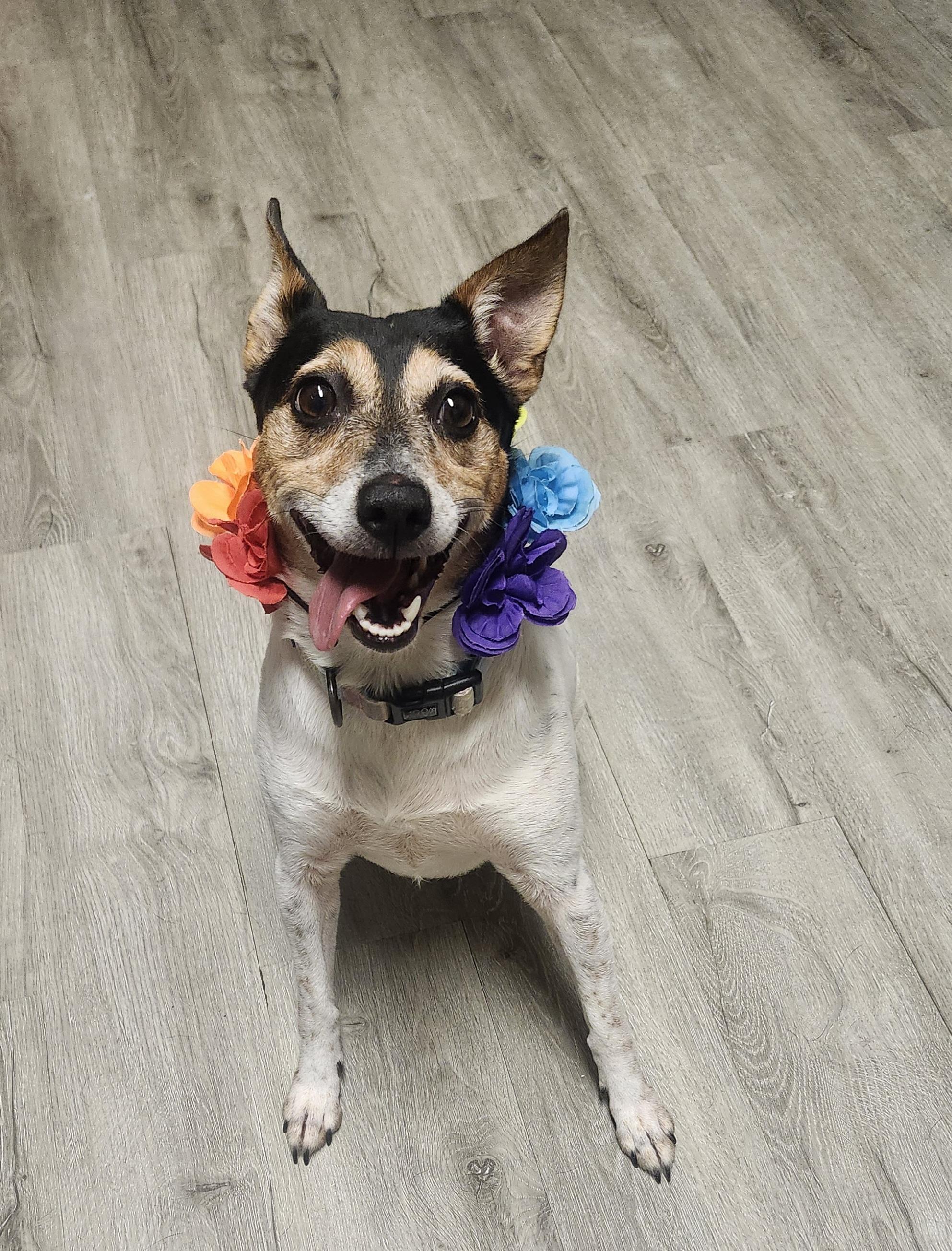 Enlarge Apron, a Adopted Rat Terrier in Mansfield, OH image 2/4