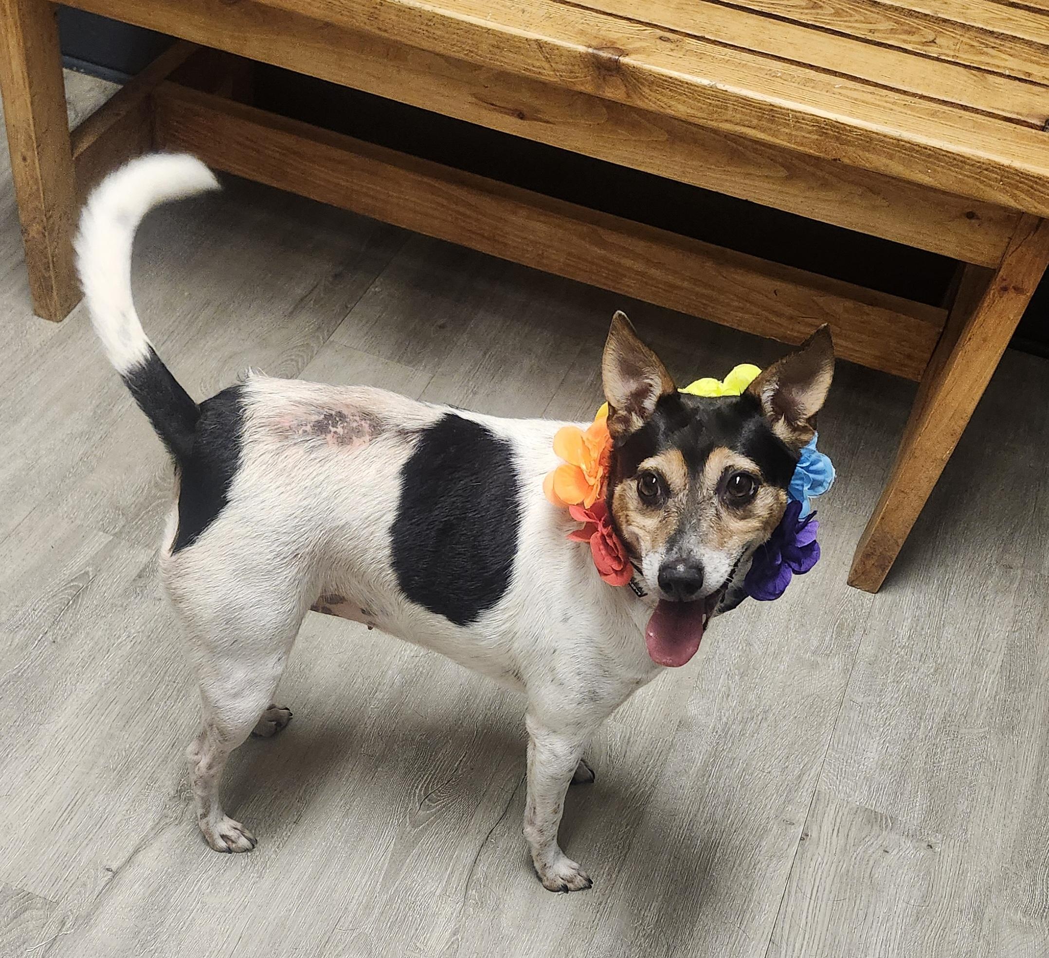 Enlarge Apron, a Adopted Rat Terrier in Mansfield, OH image 4/4