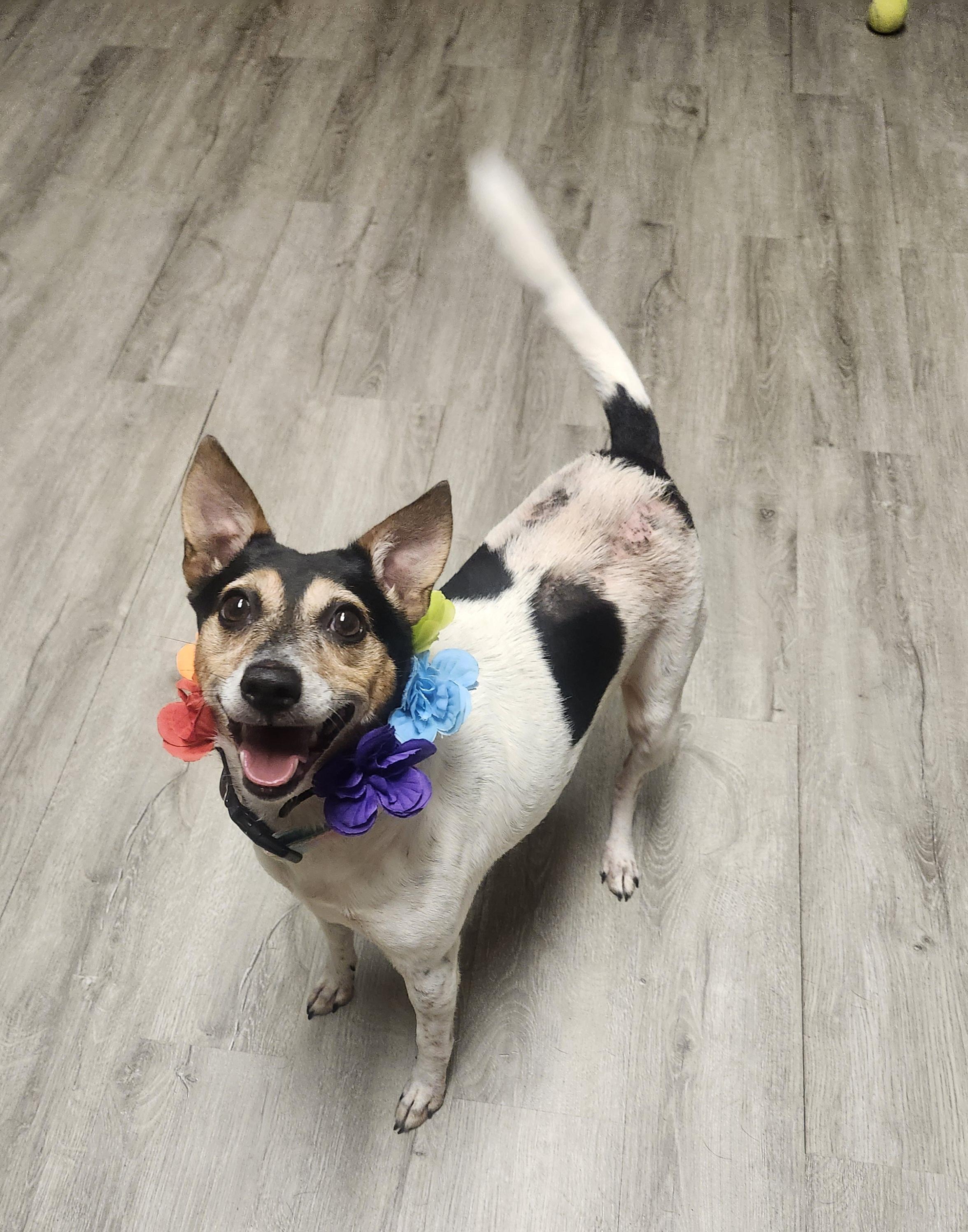 Enlarge Apron, a Adopted Rat Terrier in Mansfield, OH image 1/4