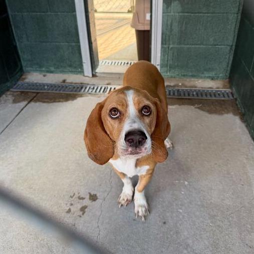 Dulcie, Adoptable, Adult Female Beagle & Hound.