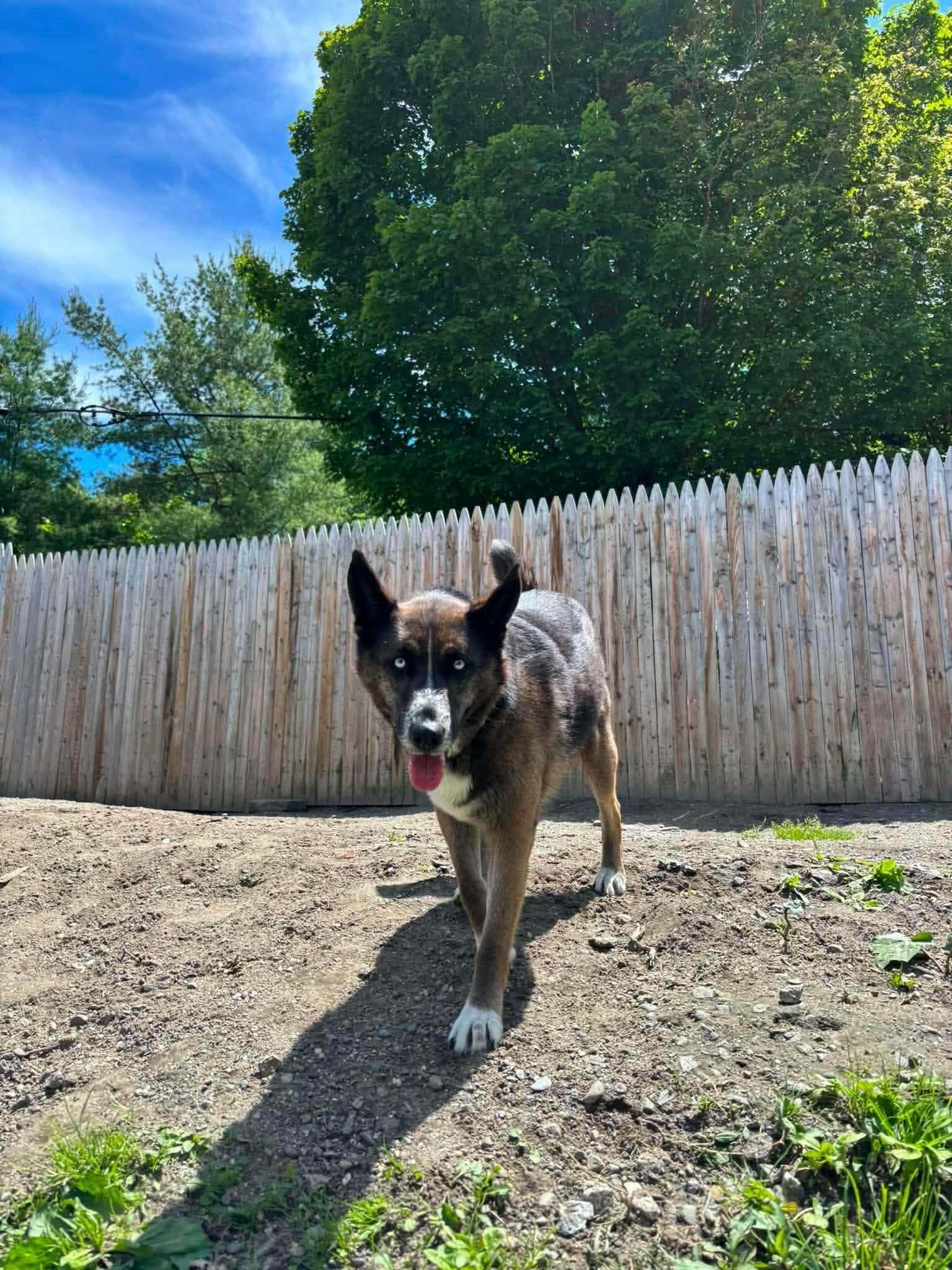Enlarge Lilly, a ADOPTABLE mixed breed in Randolph Center, VT image 3/5