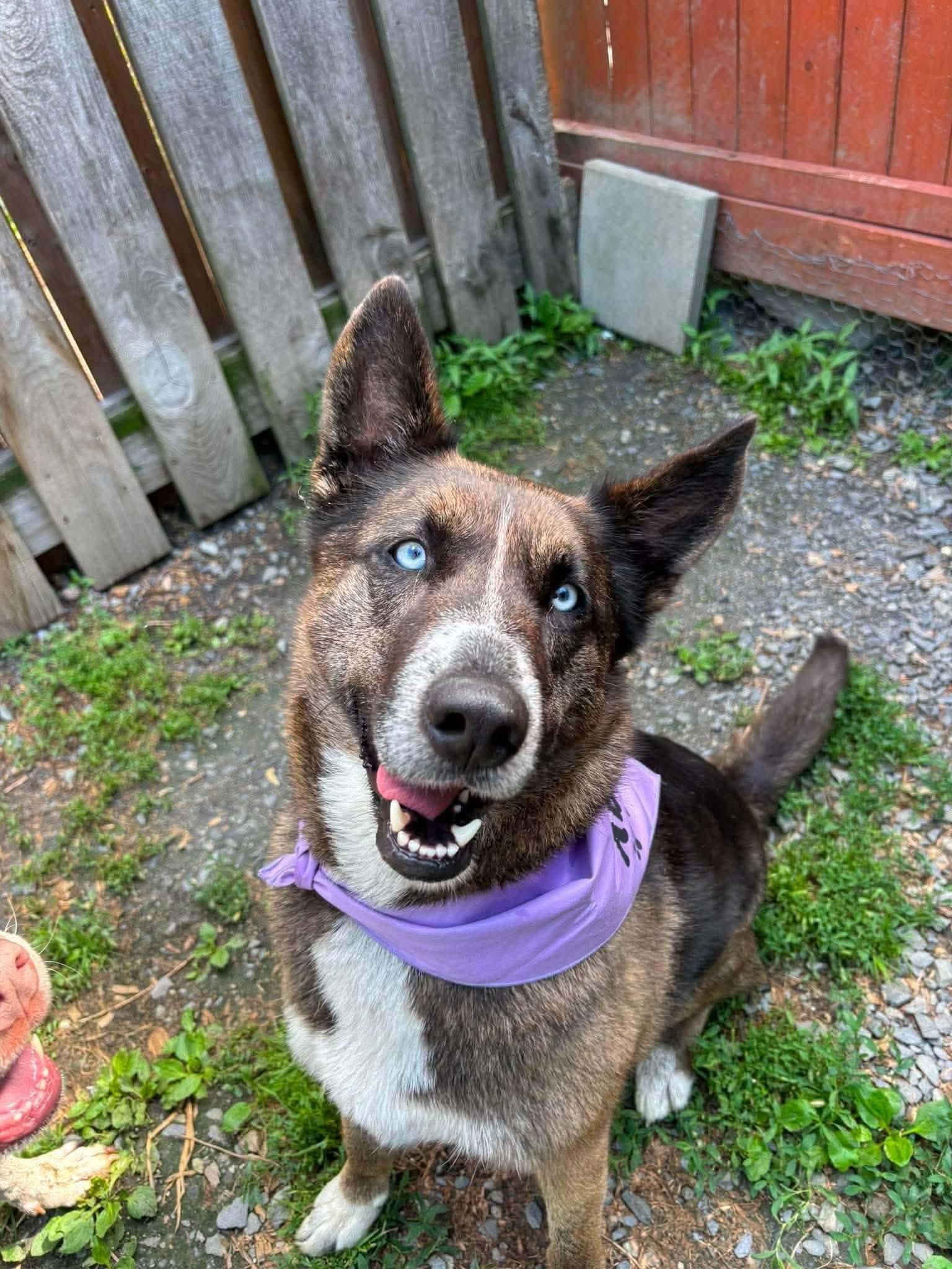 Enlarge Lilly, a ADOPTABLE mixed breed in Randolph Center, VT image 5/5