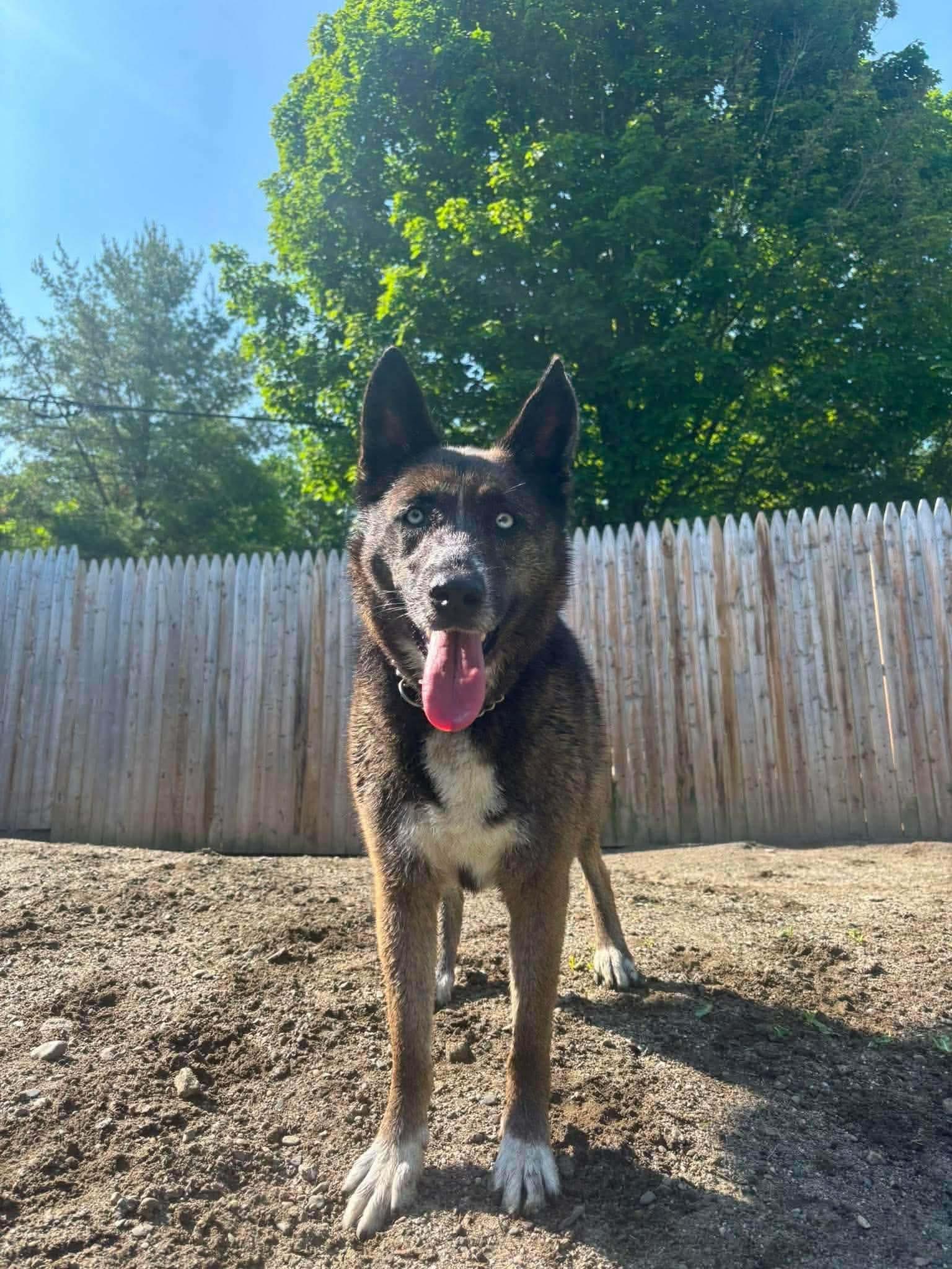 Lilly, ADOPTABLE, Adult Female Husky & Shepherd.