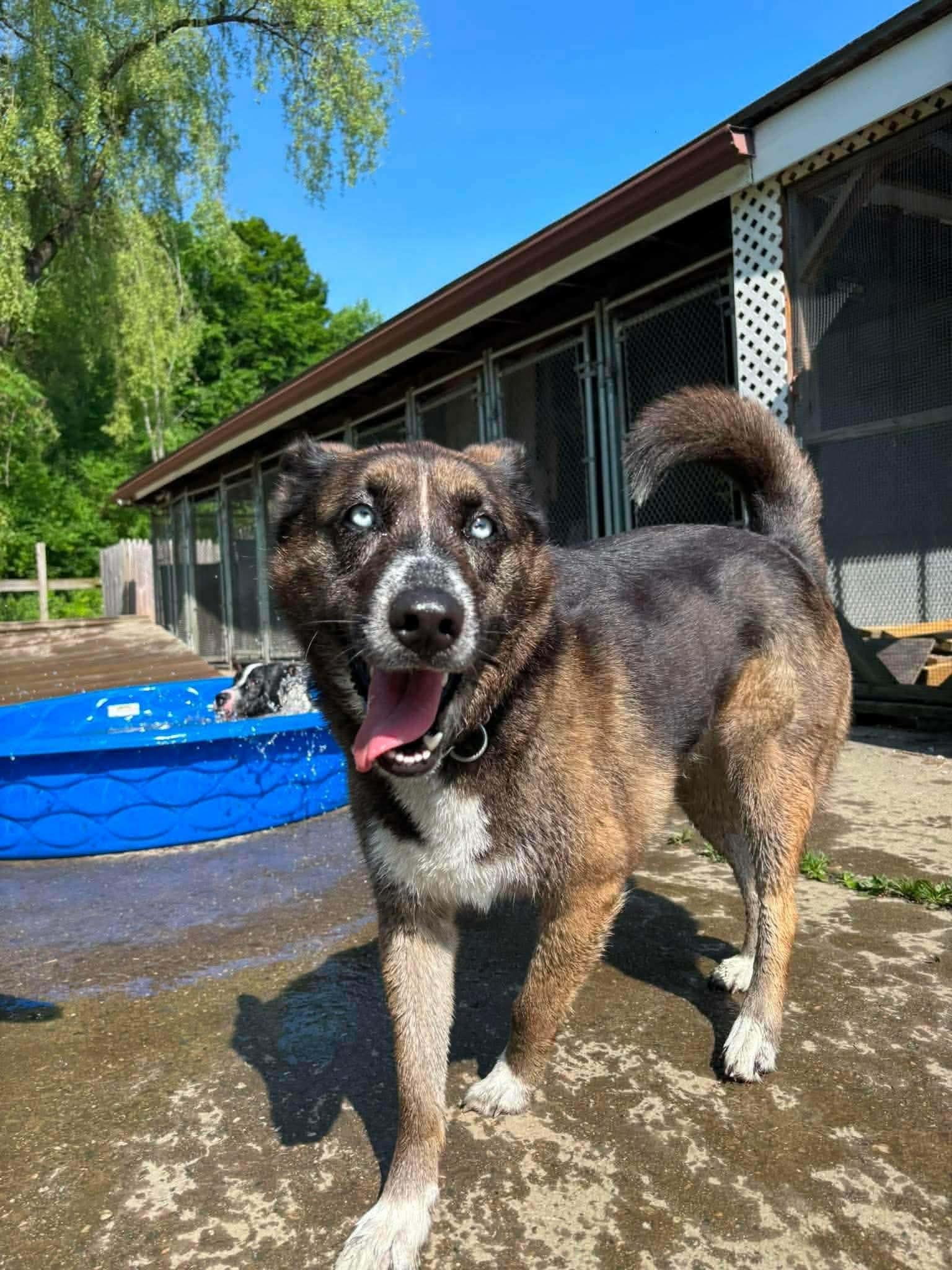 Enlarge Lilly, a ADOPTABLE mixed breed in Randolph Center, VT image 2/5