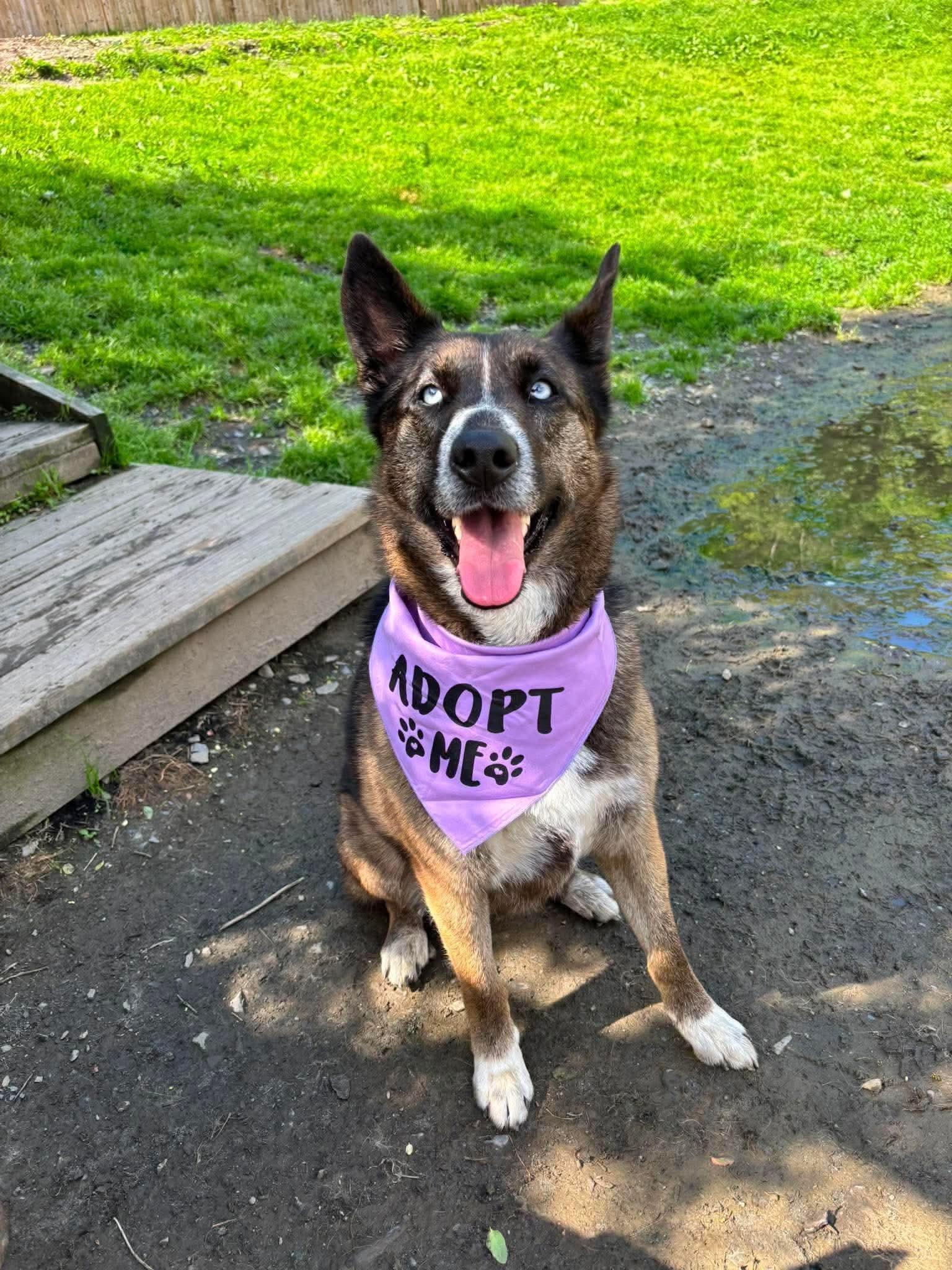 Enlarge Lilly, a ADOPTABLE mixed breed in Randolph Center, VT image 4/5
