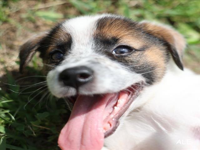 Enlarge A518737, a Adoptable mixed breed in Wilmington, NC image 1/1