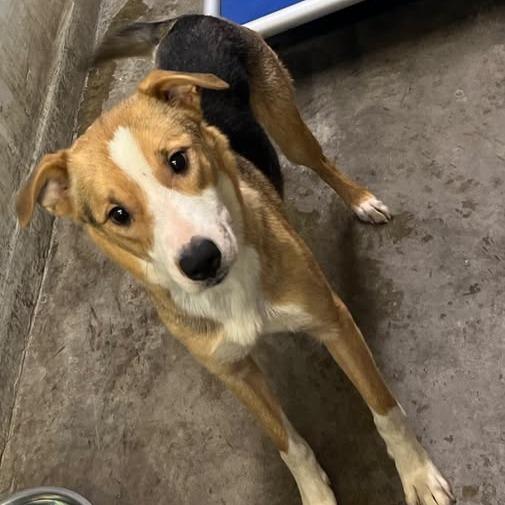 26-1045, Adoptable, Adult Female Cattle Dog.