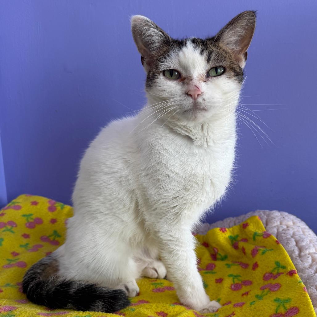 Mildred, a Adoptable Domestic Short Hair in Mankato, MN image 1/3