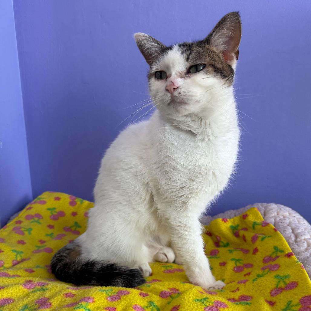 Mildred, a Adoptable Domestic Short Hair in Mankato, MN image 2/3