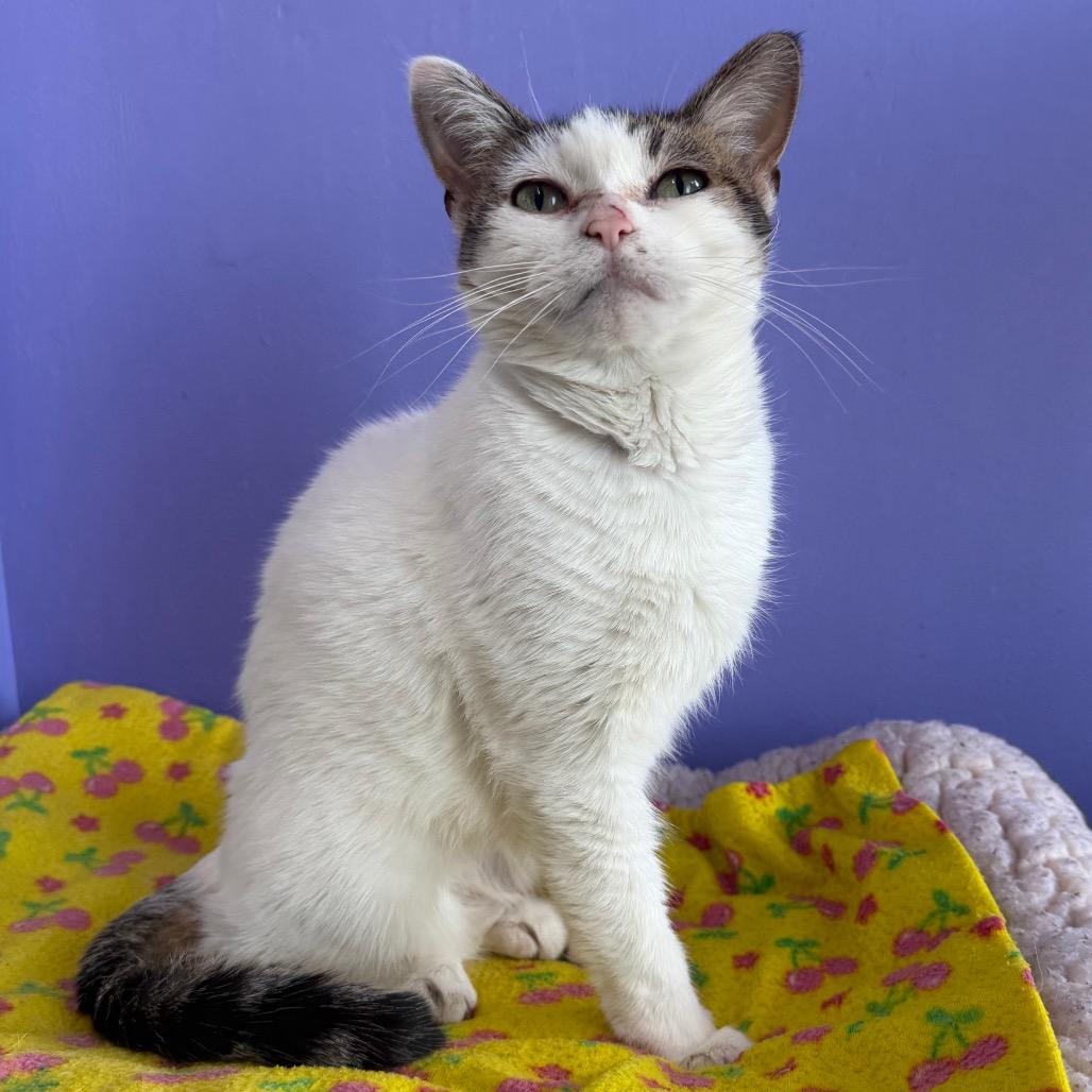 Mildred, a Adoptable Domestic Short Hair in Mankato, MN image 3/3