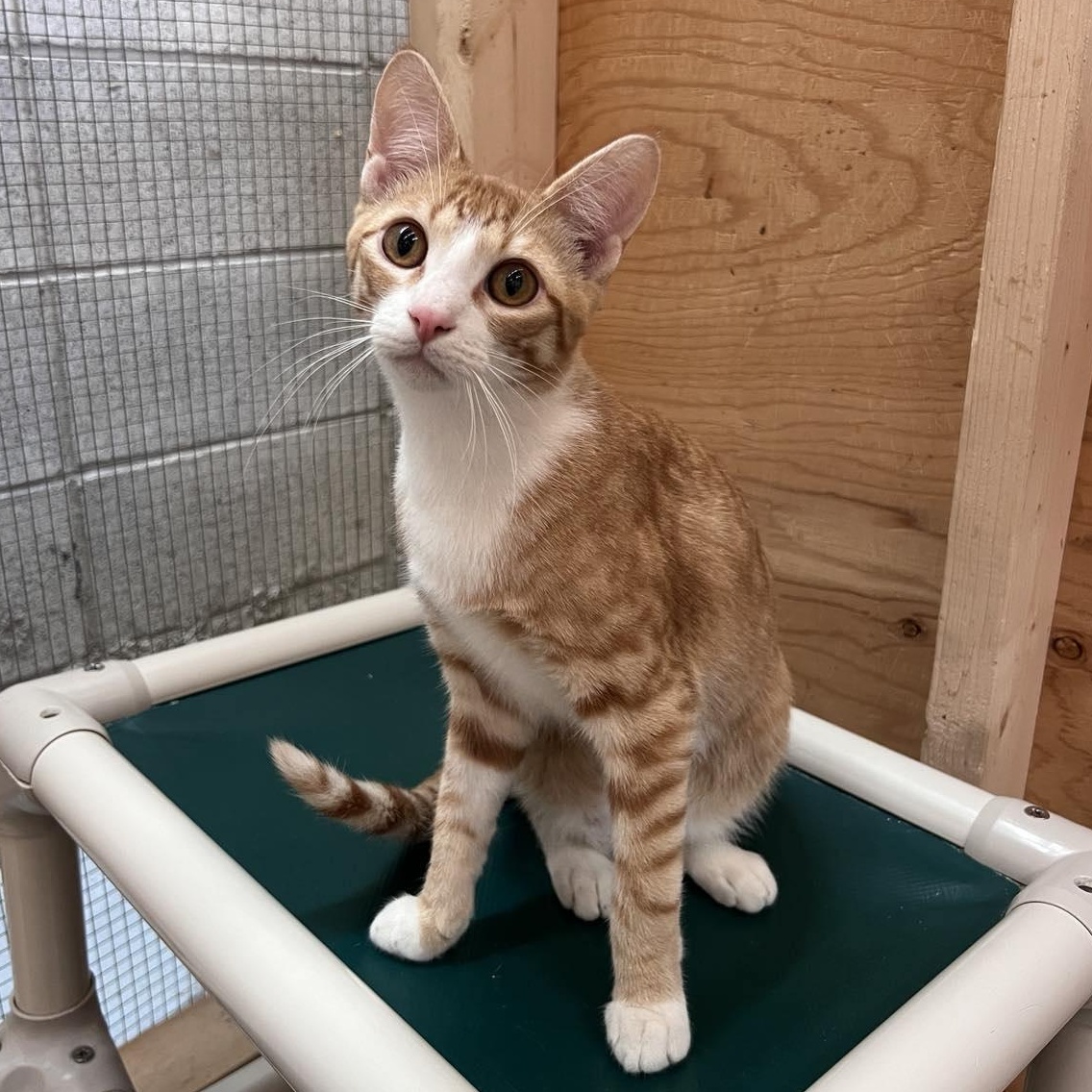 Flower, Young Female Domestic Short Hair