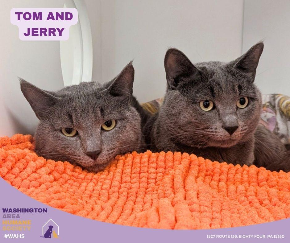 Enlarge Tom, an adopted mixed breed in Eighty Four, PA image 2/2