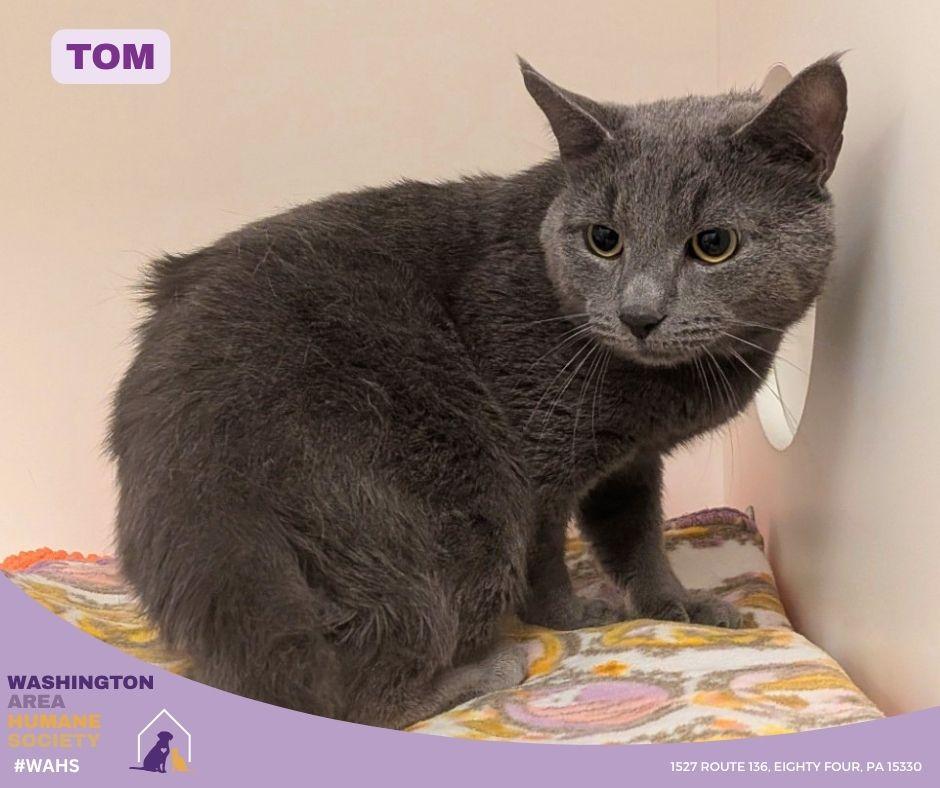 Tom, adopted, Adult Male Domestic Short Hair.