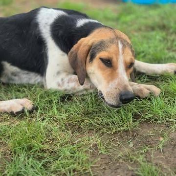 Baskin, a Adoptable mixed breed in Dover, AR image 1/5