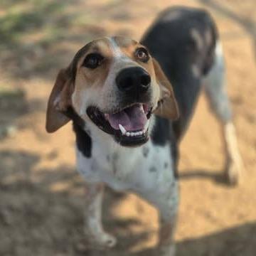 Baskin, a Adoptable mixed breed in Dover, AR image 2/5