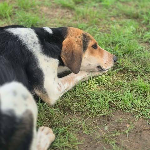 Enlarge Baskin, a Adoptable mixed breed in Dover, AR image 2/3