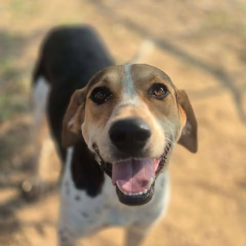 Baskin, a Adoptable mixed breed in Dover, AR image 4/5